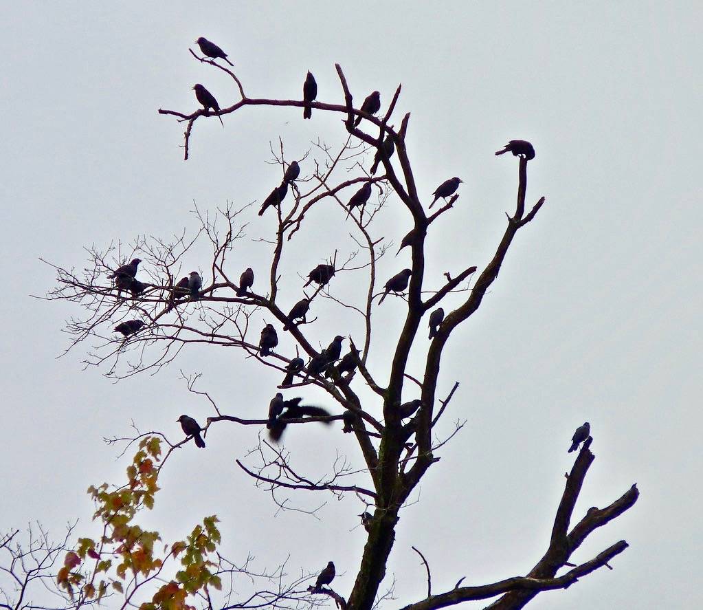 Common Grackles by Dendroica cerulea is licensed under CC BY-NC-SA 2.0